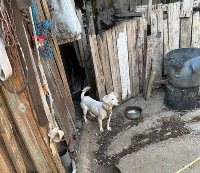 ANSVSA: Toate animalele trebuie să fie dezlegate, astfel încât să se poată salva în caz de inundații