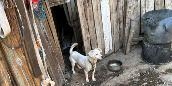 caine legat Protectia Animalelor CJ Ilfov jpg