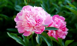 traditisa cu bujori jpg jpeg