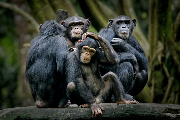 Cimpanzei / Foto: Shutterstock