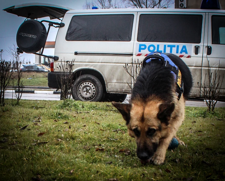 
    Câini polițiști antrenați pentru căutări sunt folosiți în această operațiune  