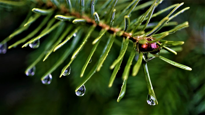 La munte cele mai reci zile din următoarele 2 săptămâni vor fi 6, 7 și 8 decembrie Foto: Pixabay