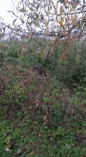 Urs rănit într-un accident pe DN13. Animalul se deplasează târâș, cu greutate VIDEO