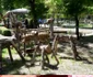 Cochetul sătuc maghiar Kübekháza