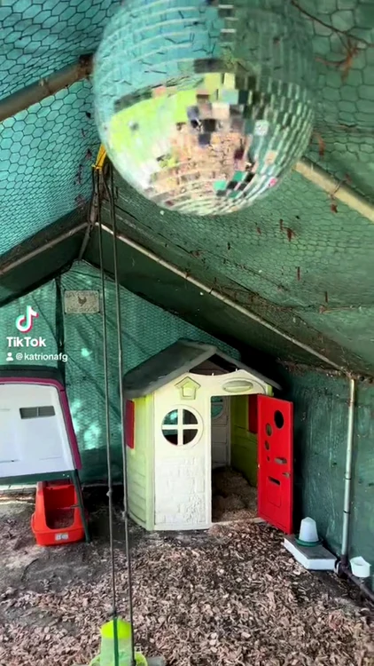 Găinile au parte de tot răsfățul (Foto: Profimedia)