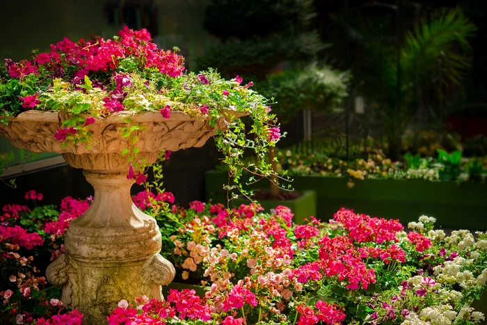 Grădină / foto: Pixabay