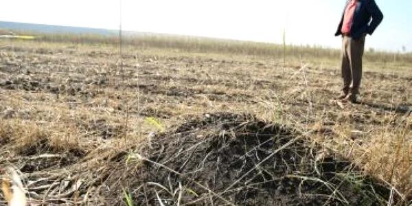 Craiova: Recolta ţăranilor a fost roasă de şoareci