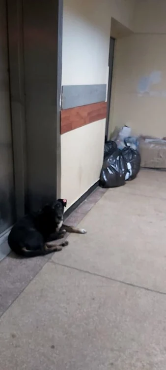 Un câine păzeşte un sac de gunoi pe un hol de la SUUB