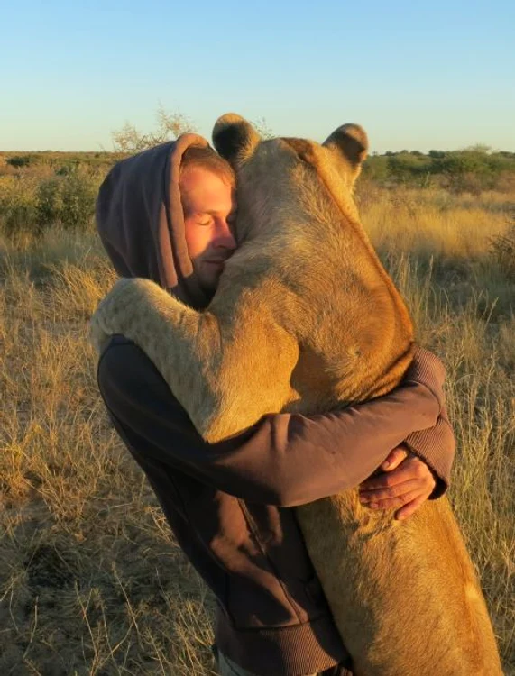 Leul iubăreţ (FOTO CATERS)
