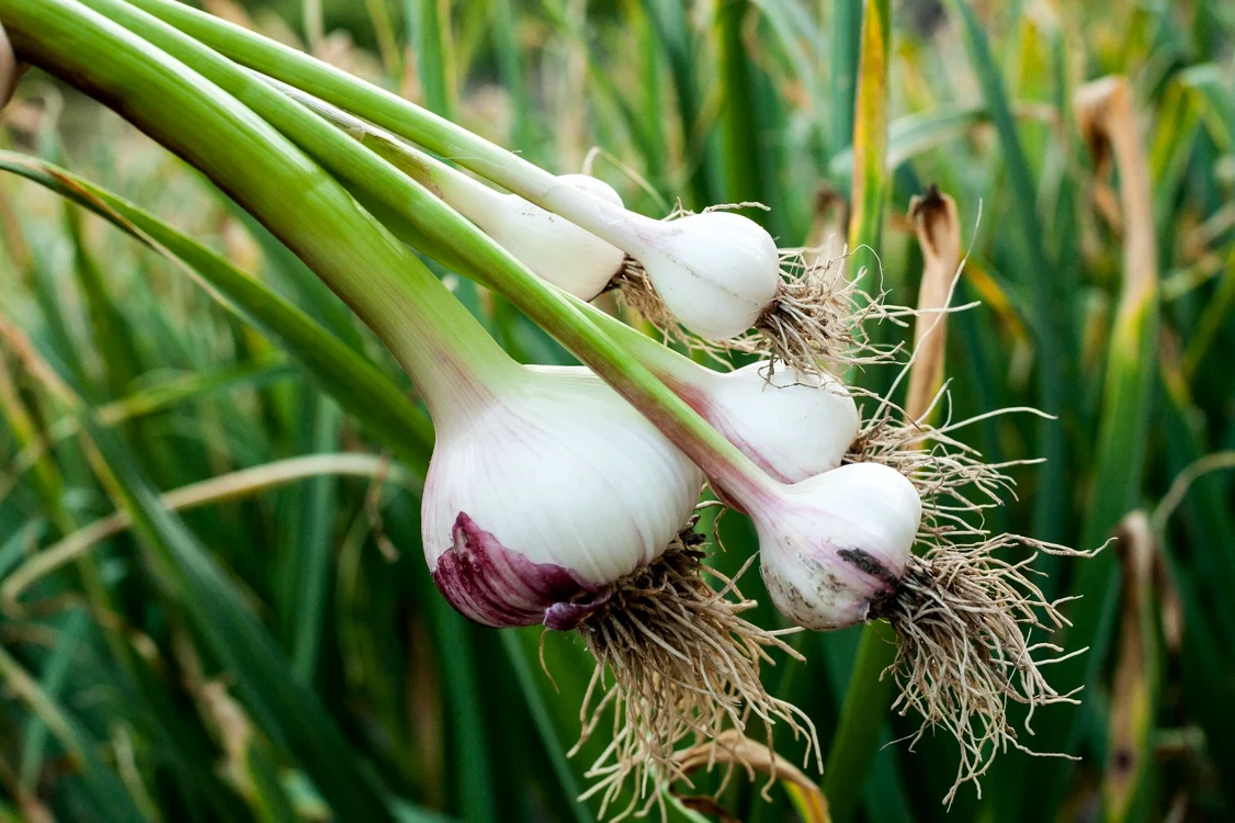 Usturoiul verde, o plantă aromatică ce are multe beneficii pentru sănătate / foto: Shutterstock
