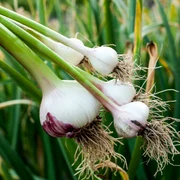 usturoi verde shutterstock jpeg