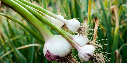 usturoi verde shutterstock jpeg