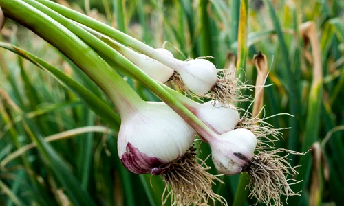 usturoi verde shutterstock jpeg