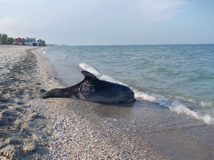 
    Delfinii găsiți pe plajele din Mamaia și Venus au murit cel mai probabil prin sufocare din cauza plaselor de pescari  