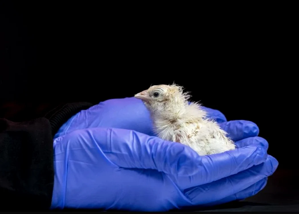Puiul de găină a ieșit dintr-un ou artificial (Foto: Colossal Biosciences)