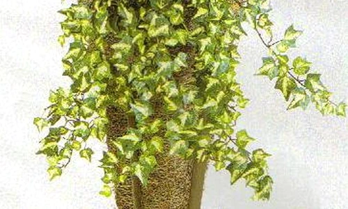 1 47770 original jpg jpeg