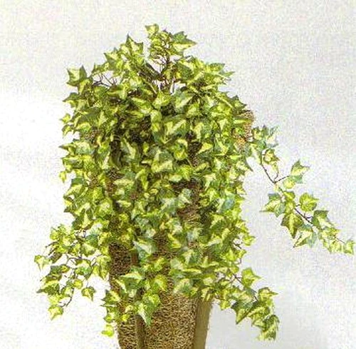 1 47770 original jpg jpeg