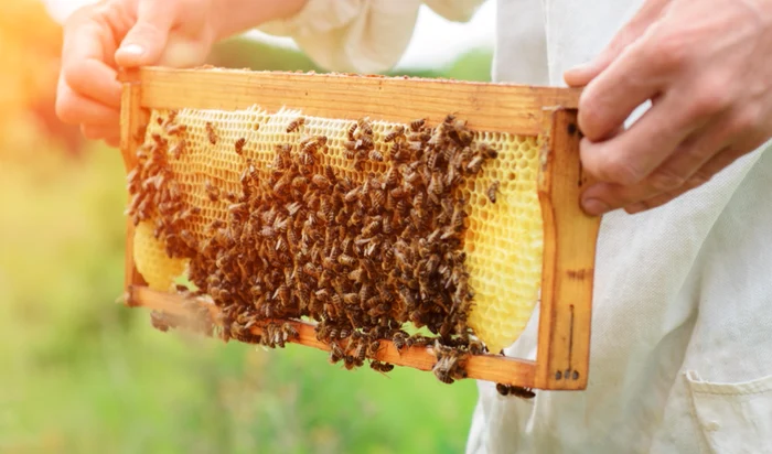 
    Vasile Marin, în vârstă de 60 de ani, a murit după ce a fost înţepat de albine. Foto: Shutterstock  