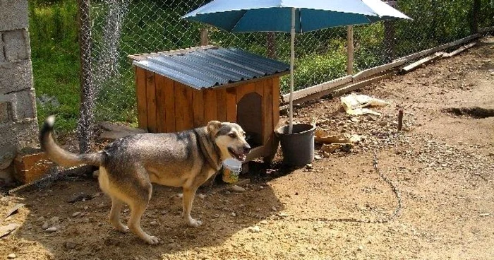 Unul dintre câinii aflaţi în grija voluntarilor