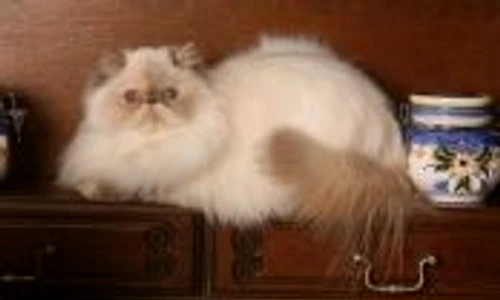 conjunctivita la câini şi pisici jpeg