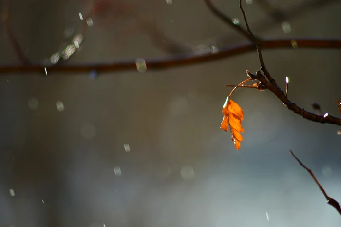 ANM a emis două noi coduri galbene de ploi insemnate cantitativ FOTO: Pixabay