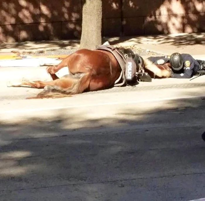 Calul Charlotte lucra de patru ani în poliţie, iar pe 3 decembrie s-a aflat în ultima sa zi de patrulă pe străzile din Houston. FOTO Facebook