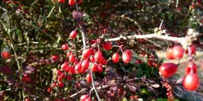 Berberis vulgaris Sursă foto: oakleafgardening.com