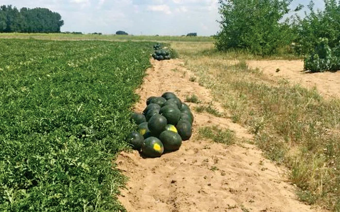 7 iunie 2018. La începutul lunii, agricultorii din Dăbuleni, judeţul Dolj, au recoltat primii pepeni destinaţi consumului, pe care au început deja să-i livreze către pieţele de angro