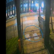 vulpi în centrul Bucureştiulu captura video Muzeul Antina jpg