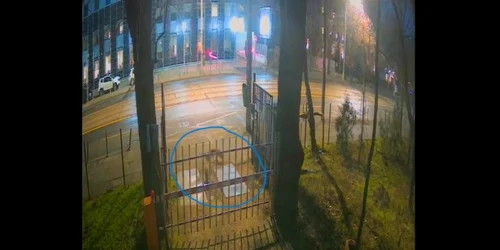 vulpi în centrul Bucureştiulu captura video Muzeul Antina jpg