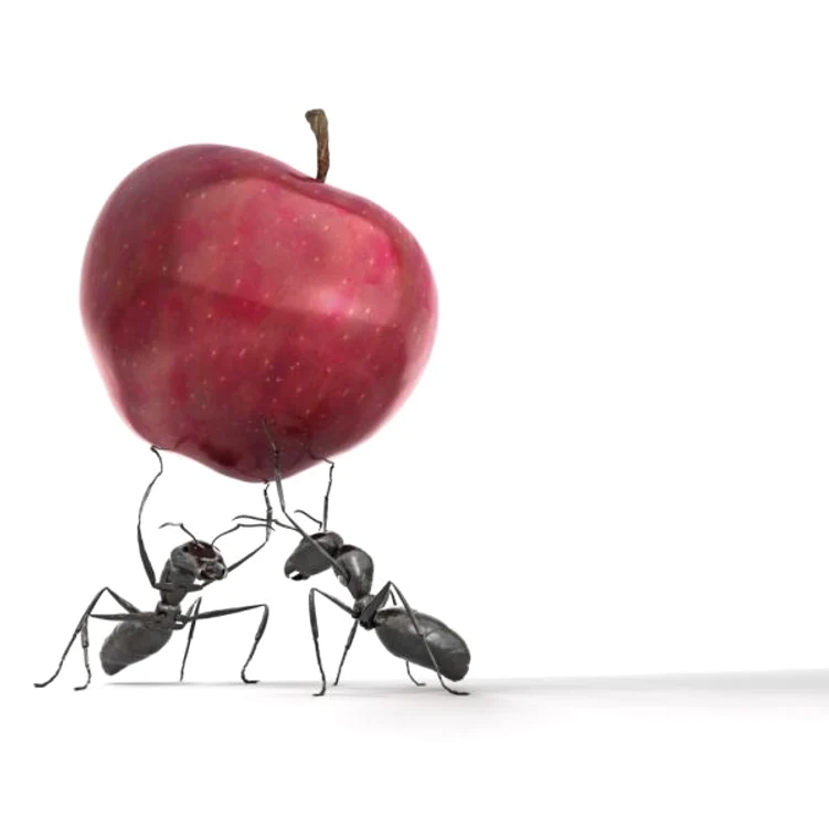 
    Furnicile sunt atrase de fructele dulci  