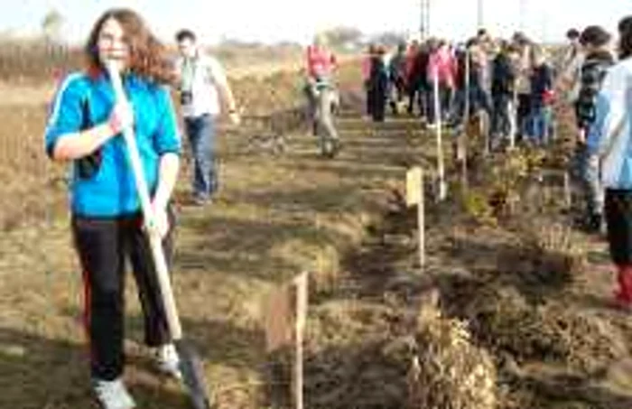 Elevii Scolii din Drajna de Jos au plantat 100 de pomi fructiferi