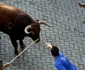 tauri prin multimea de alergatori la san fermin pamplona foto reuters 5