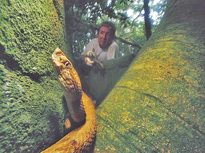 Insula Şerpilor, din Brazilia, o minunăţie naturală unde turiştii vin să întâlnească vipera Bothrops