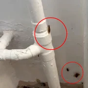 gandaci scoala gimnaziala 108 bucuresti   foto captura video jpeg