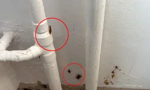 gandaci scoala gimnaziala 108 bucuresti   foto captura video jpeg