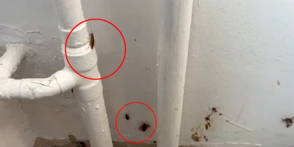 gandaci scoala gimnaziala 108 bucuresti   foto captura video jpeg