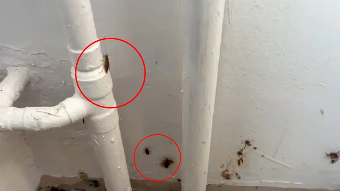 Copiii au descoperit un cuib de gândaci într-o clasă FOTO: captura video