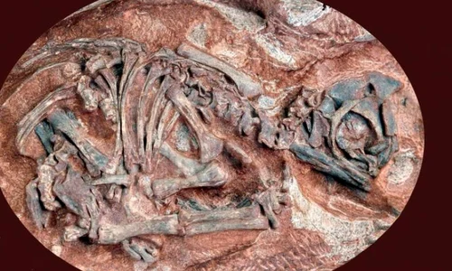 Cei mai vechi embrioni de dinozauri au 190 de milioane de ani jpeg