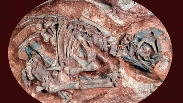 Cei mai vechi embrioni de dinozauri au 190 de milioane de ani jpeg