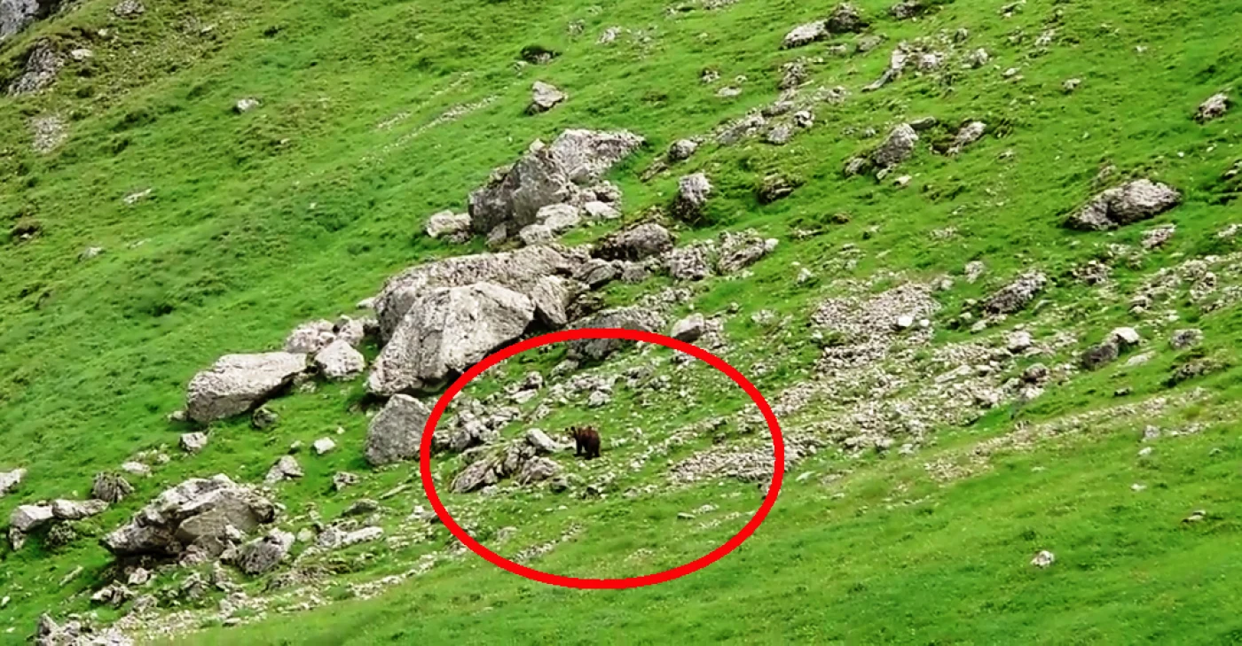 urs in bucegi