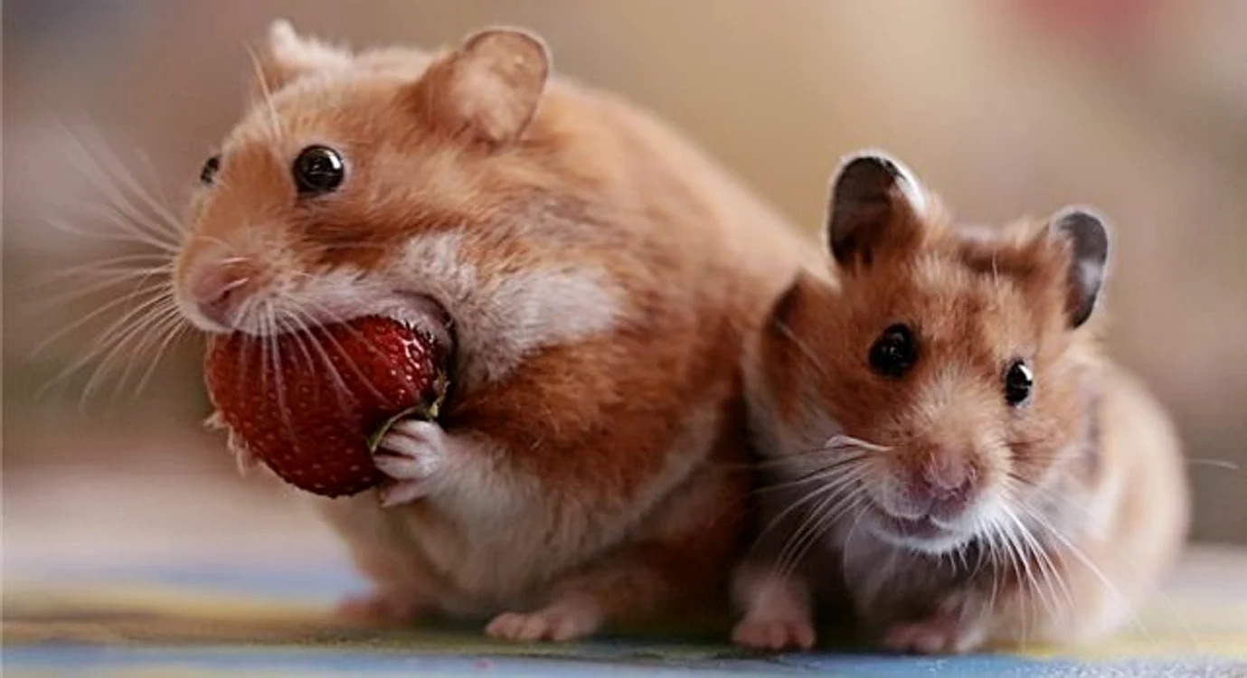 hamster strawberry jpeg