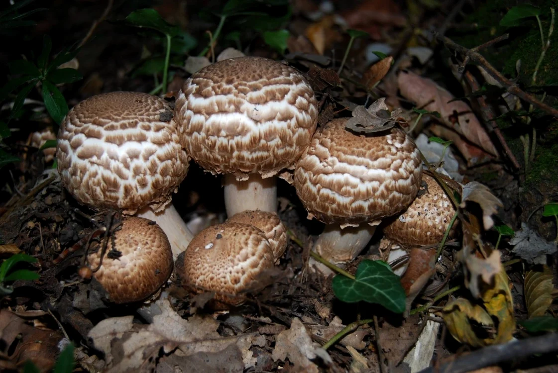 A început sezonul toxiinfecţiilor cu ciuperci. FOTO: Arhivă