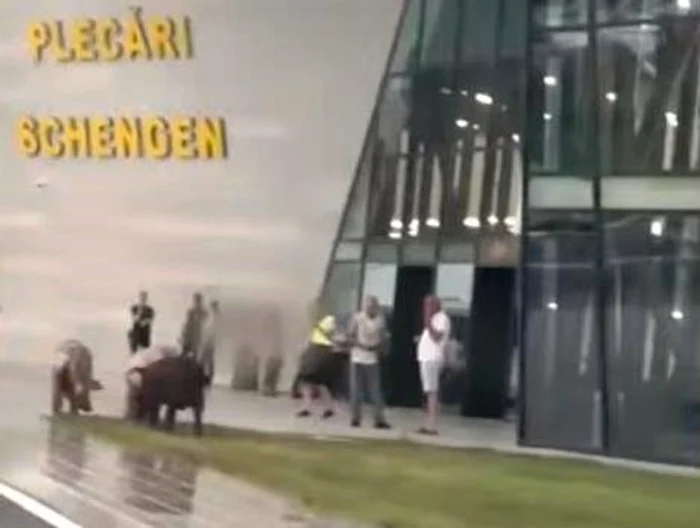 Animalele au ajuns în fața noului terminal FOTO: captură video