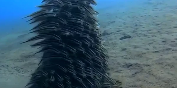anghile captura video jpg