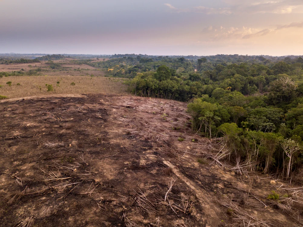 Defrișări în Brazilia, Amazonia
