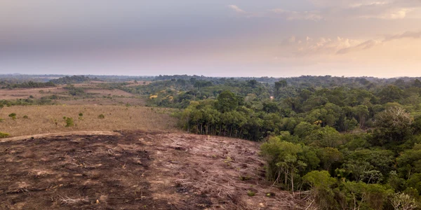 Defrisari in Brazilia Amazonia FOTO Shutterstock jpg