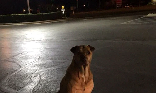 1 83831 original jpg jpeg