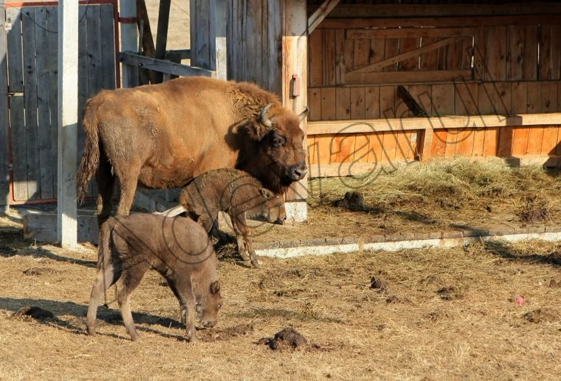 Foto: Stelian Grajdan