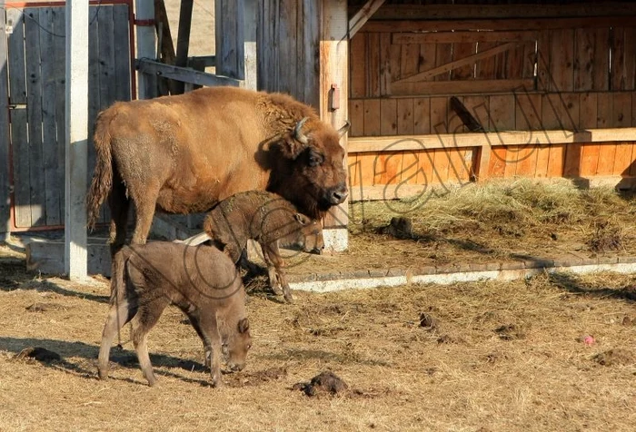 Foto: Stelian Grajdan
